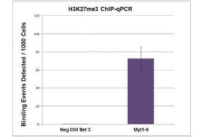 Histone H3K27me3 antibody (pAb) tested by ChIP. (Histone 3 Antikörper  (H3K27me3))