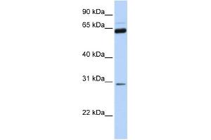 WB Suggested Anti-NEUROG1 Antibody Titration:  0.