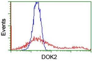 HEK293T cells transfected with either RC207621 overexpress plasmid (Red) or empty vector control plasmid (Blue) were immunostained by anti-DOK2 antibody (ABIN2454864), and then analyzed by flow cytometry. (DOK2 Antikörper)