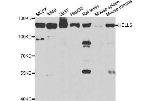 Western blot analysis of extracts of various cell lines, using HELLS antibody (ABIN5973444) at 1/1000 dilution. (HELLS Antikörper)