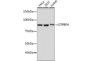 Western blot analysis of extracts of various cell lines, using GTPBP4 Rabbit mAb (ABIN1683278, ABIN3019184, ABIN3019185 and ABIN7101730) at 1:1000 dilution. (GTPBP4 Antikörper)