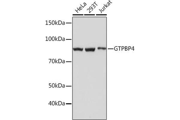GTPBP4 Antikörper