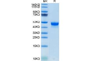Mouse Nectin-2 on Tris-Bis PAGE under reduced condition. (PVRL2 Protein (AA 32-351) (His tag))