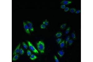 Immunofluorescence (IF) image for anti-Potassium Voltage-Gated Channel, Delayed-Rectifier, Subfamily S, Member 2 (KCNS2) (AA 1-183) antibody (ABIN7164009)