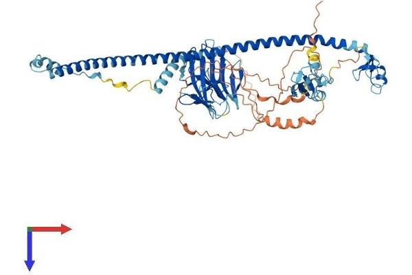 TRIM41 Protein (AA 1-630) (His tag)