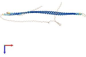 KRT16 Protein (AA 1-469) (His tag)