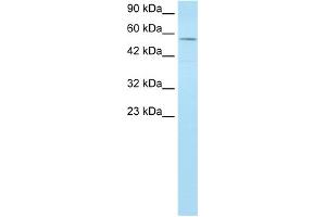 WB Suggested Anti-MLLT1 Antibody Titration:  1. (MLLT1 Antikörper  (Middle Region))