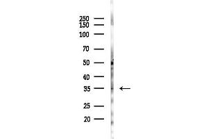 anti-Protein Phosphatase 1, Regulatory (Inhibitor) Subunit 1B (PPP1R1B) (Internal Region) antibody