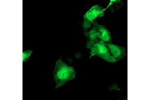 Anti-HSPBP1 mouse monoclonal antibody (ABIN2454941) immunofluorescent staining of COS7 cells transiently transfected by pCMV6-ENTRY HSPBP1 (RC201814). (HSPBP1 Antikörper)
