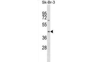 Western Blotting (WB) image for anti-Sorting Nexin 7 (SNX7) antibody (ABIN2999429) (Sorting Nexin 7 Antikörper)