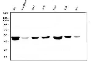 Western blot analysis of FH using anti-FH antibody (ABIN7603168).