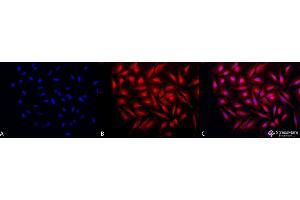 Immunocytochemistry/Immunofluorescence analysis using Rabbit Anti-GRP94 Polyclonal Antibody . (GRP94 Antikörper  (C-Term) (APC))