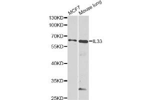 Western blot analysis of extracts of various cell lines, using IL33 antibody (ABIN6290531) at 1:1000 dilution. (IL-33 Antikörper)