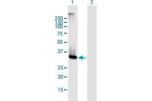 Western Blot analysis of ABHD6 expression in transfected 293T cell line by ABHD6 MaxPab polyclonal antibody. (ABHD6 Antikörper  (AA 1-337))