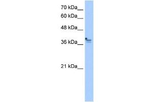PCMTD1 antibody used at 2. (PCMTD1 Antikörper)