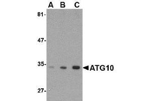 Image no. 1 for anti-Autophagy Related 10 (ATG10) (C-Term) antibody (ABIN1492176) (ATG10 Antikörper  (C-Term))
