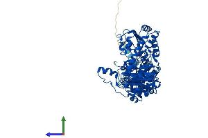 AlphaFold protein structure predicition of Mouse Recombinant Ilvbl Protein, UniprotID Q8BU33 (ILVBL Protein (AA 1-632) (His tag))