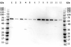 Western Blot of Rabbit anti-FANCG antibody. (FANCG Antikörper  (AA 1-12))