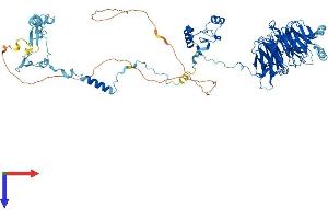 BOP1 Protein (AA 1-746) (His tag)