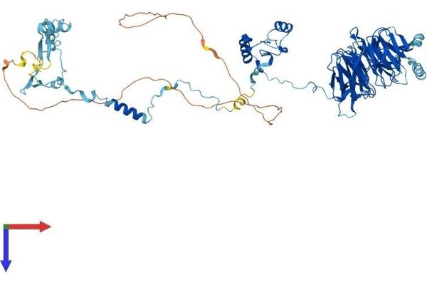 BOP1 Protein (AA 1-746) (His tag)