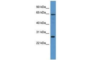 Image no. 1 for anti-Flavin Containing Monooxygenase 4 (FMO4) (AA 161-210) antibody (ABIN6746255) (FMO4 Antikörper  (AA 161-210))