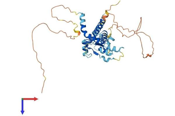 DNTTIP1 Protein (AA 1-329) (His tag)