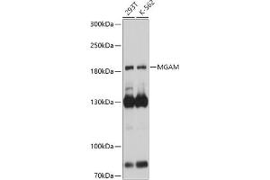 Western blot analysis of extracts of various cell lines, using MGAM antibody (ABIN7265563) at 1:1000 dilution. (AGLU Antikörper  (AA 860-1090))