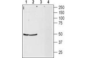 Western blot analysis of rat hippocampus and rat whole brain lysates: - 1,2. (NPY2R Antikörper  (C-Term, Intracellular))