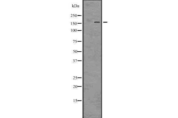 BRD4 antibody  (N-Term)