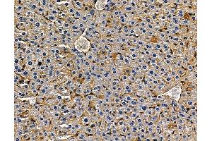 ABIN7094968 and ABIN7099024 at 1/100 staining mouse liver tissue by IHC-P. (IL17D Antikörper)