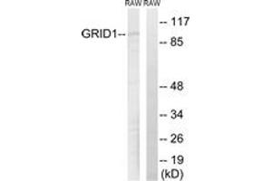 Western blot analysis of extracts from RAW264. (GRID1 Antikörper  (AA 831-880))