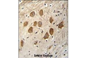HCFC1R1 Antibody (N-term) (ABIN655591 and ABIN2845078) immunohistochemistry analysis in formalin fixed and paraffin embedded human brain tissue followed by peroxidase conjugation of the secondary antibody and DAB staining. (HCFC1R1 Antikörper  (N-Term))