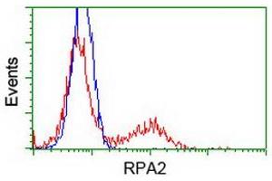 Image no. 6 for anti-Replication Protein A2, 32kDa (RPA2) antibody (ABIN1500735)