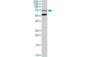 Western Blotting (WB) image for anti-CLK3 (CLK3) (AA 36-136) antibody (ABIN598613) (CLK3 Antikörper  (AA 36-136))
