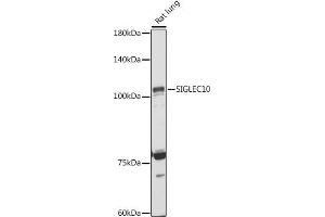 Western blot analysis of extracts of Rat lung, using SIGLEC10 antibody (ABIN7270292) at 1:1000 dilution. (SIGLEC10 Antikörper)