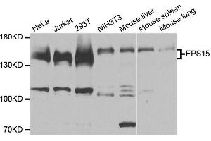 Western blot analysis of extracts of various cell lines, using EPS15 antibody (ABIN6003546) at 1:3000 dilution. (EPS15 Antikörper)