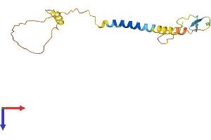 KLRC4 Protein (AA 1-158) (His tag)