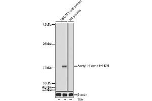 Western blot analysis of extracts of NIH/3T3 cells, using Acetyl-Histone H4-K91 antibody (ABIN7267748) at 1:1000 dilution. (Histone H4 Antikörper  (acLys91))
