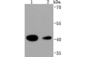 Lane 1: Hela, Lane 2: K562 lysate probed with HDAC8 (4C3) Monoclonal Antibody  at 1:1000 overnight at 4˚C. (HDAC8 Antikörper)