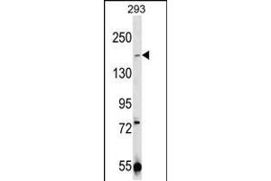 CHAK1 Antibody  (ABIN392614 and ABIN2837991) western blot analysis in 293 cell line lysates (35 μg/lane). (TRPM7 Antikörper  (C-Term))