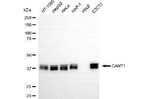 Western blotting analysis using CANT1 antibody (ABIN7797825).