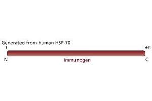 Image no. 2 for anti-Heat Shock Protein 70 (HSP70) antibody (ABIN967447) (HSP70 Antikörper)