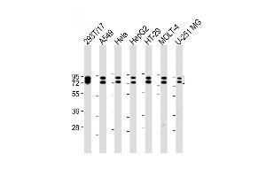 Western Blotting (WB) image for anti-Heterogeneous Nuclear Ribonucleoprotein R (HNRNPR) (AA 95-123), (N-Term) antibody (ABIN1539662)