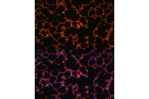 Immunofluorescence analysis of mouse lung using BTN3 Polyclonal Antibody (0288) at dilution of 1:100 (40x lens). (BTN3A1 Antikörper  (AA 40-250))
