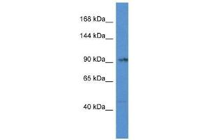 Western Blot showing Tnni3k antibody used at a concentration of 1.