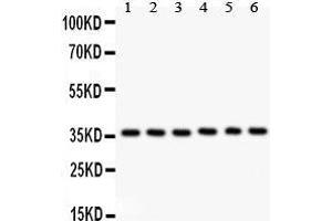 Anti- HMOX2 antibody, Western blotting All lanes: Anti HMOX2  at 0.