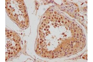 IHC image of ABIN7140122 diluted at 1:300 and staining in paraffin-embedded human testis tissue performed on a Leica BondTM system. (LEO1 Antikörper  (AA 2-24))