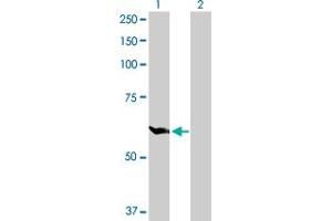 Western Blot analysis of GPI expression in transfected 293T cell line by GPI MaxPab polyclonal antibody. (GPI Antikörper  (AA 1-558))