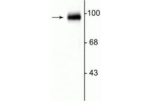 Western blot of rat cerebellar lysate showing the specific immunolabeling of the ~95 kDa GRASP protein. (GRIPAP1 Antikörper  (C-Term))