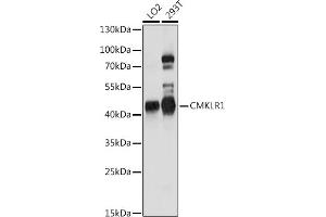 Western blot analysis of extracts of various cell lines, using CMKLR1 antibody (ABIN7266327) at 1:1000 dilution. (CMKLR1 Antikörper  (AA 250-350))